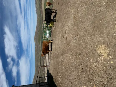 cattle listing photo