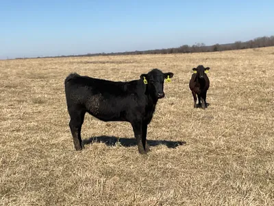 cattle listing photo