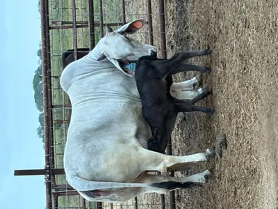 cattle listing photo