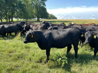 cattle listing photo