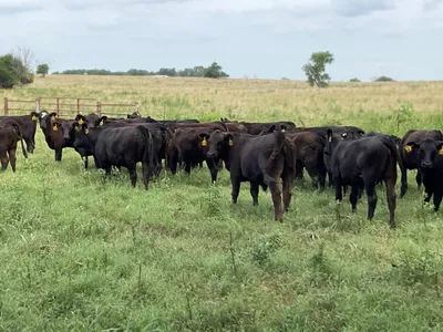 cattle listing photo