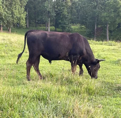 cattle listing photo