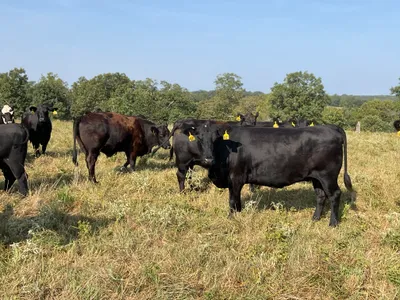 cattle listing photo