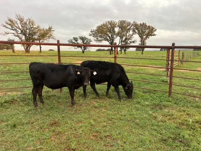 cattle listing photo
