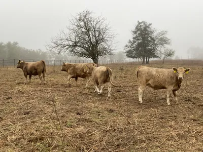cattle listing photo