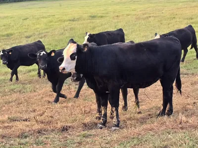 cattle listing photo