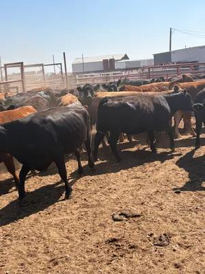 cattle listing photo