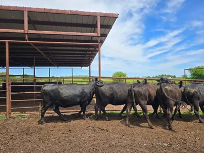 cattle listing photo