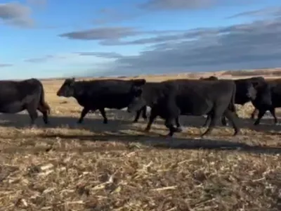 cattle listing photo