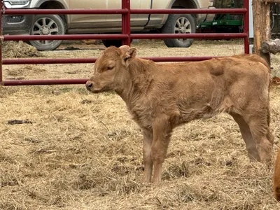 cattle listing photo