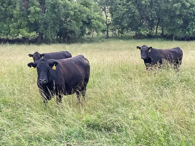 cattle listing photo