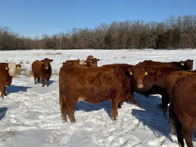 cattle listing photo