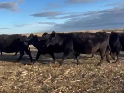 cattle listing photo