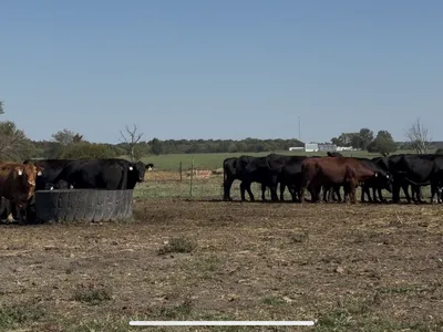 cattle listing photo
