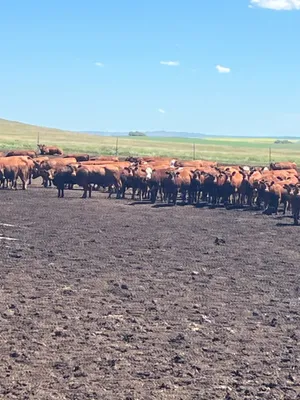 cattle listing photo