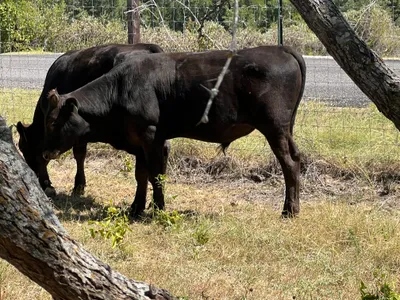 cattle listing photo