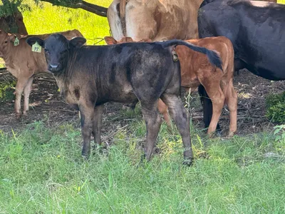 cattle listing photo