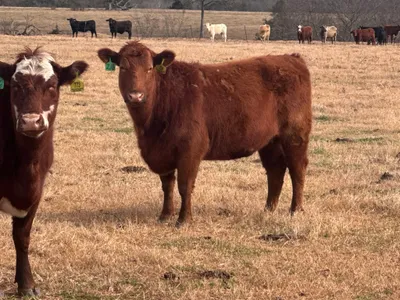 cattle listing photo