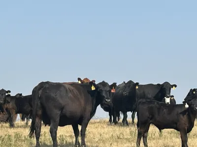cattle listing photo