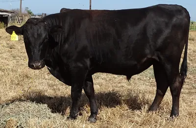 cattle listing photo