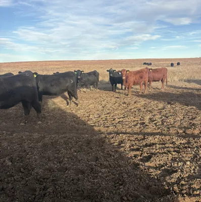 cattle listing photo