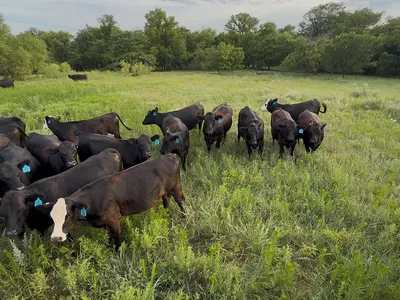 cattle listing photo