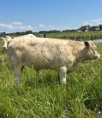 cattle listing photo