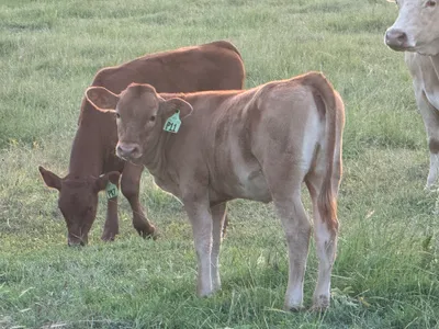 cattle listing photo