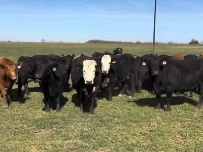 cattle listing photo