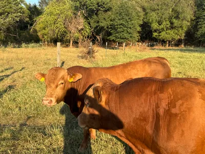 cattle listing photo
