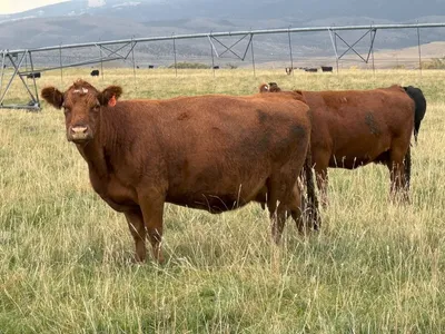 cattle listing photo