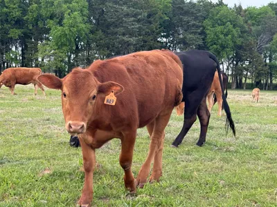 cattle listing photo