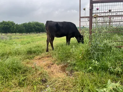 cattle listing photo