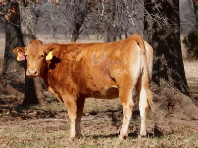 cattle listing photo