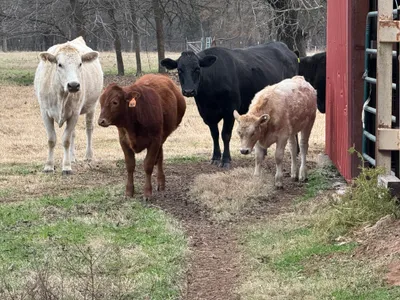 cattle listing photo