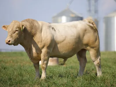 cattle listing photo