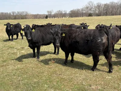 cattle listing photo