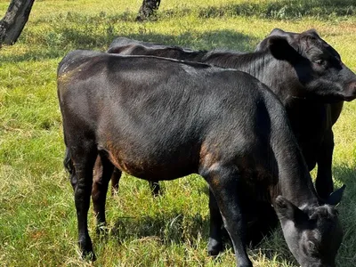 cattle listing photo