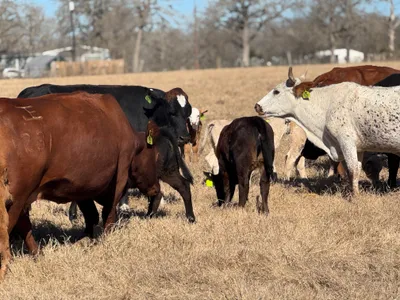 cattle listing photo
