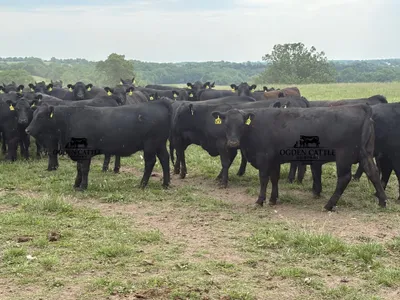 cattle listing photo