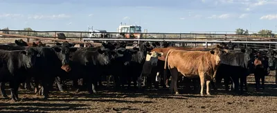 cattle listing photo