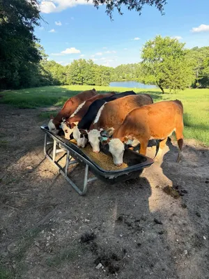 cattle listing photo