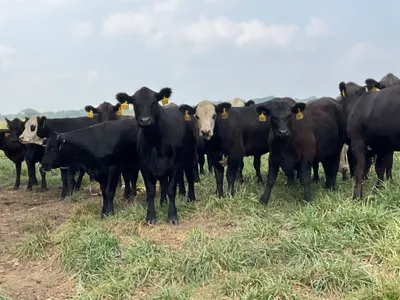 cattle listing photo
