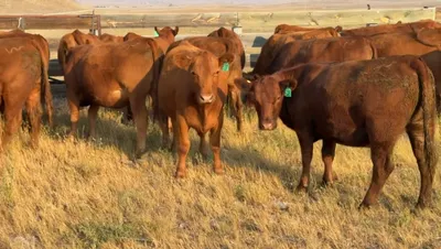 cattle listing photo