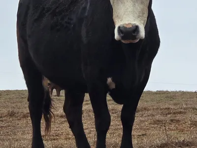 cattle listing photo