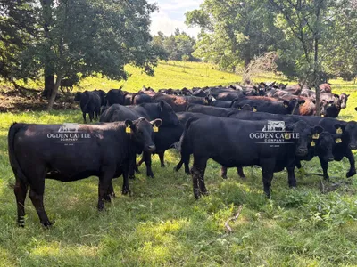cattle listing photo