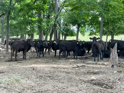 cattle listing photo