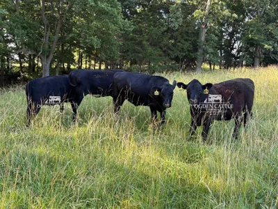 cattle listing photo