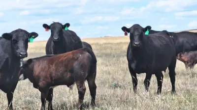 cattle listing photo
