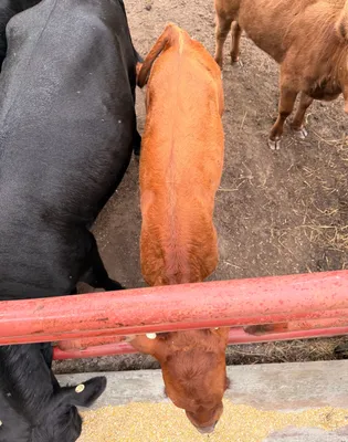 cattle listing photo